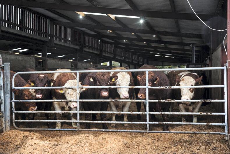 Higher CBV animals eating less and killing into heavier weights in ICBF centre
