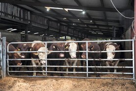 Higher CBV animals eating less and killing into heavier weights in ICBF centre