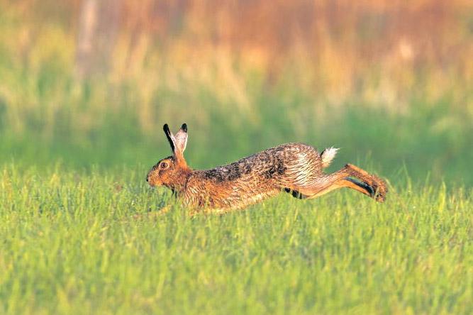 Farmers report intimidation by illegal hunting gangs across rural Ireland