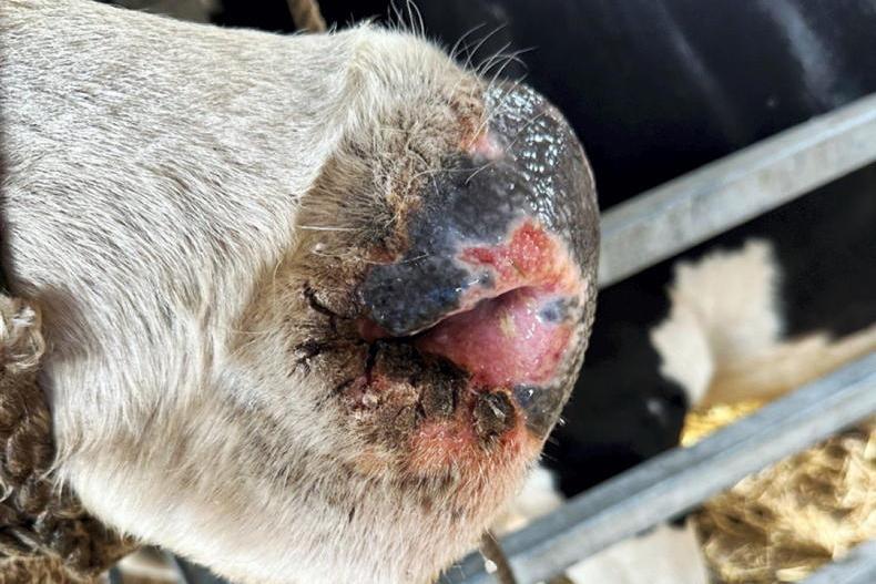 UK bluetongue cases double in last three weeks