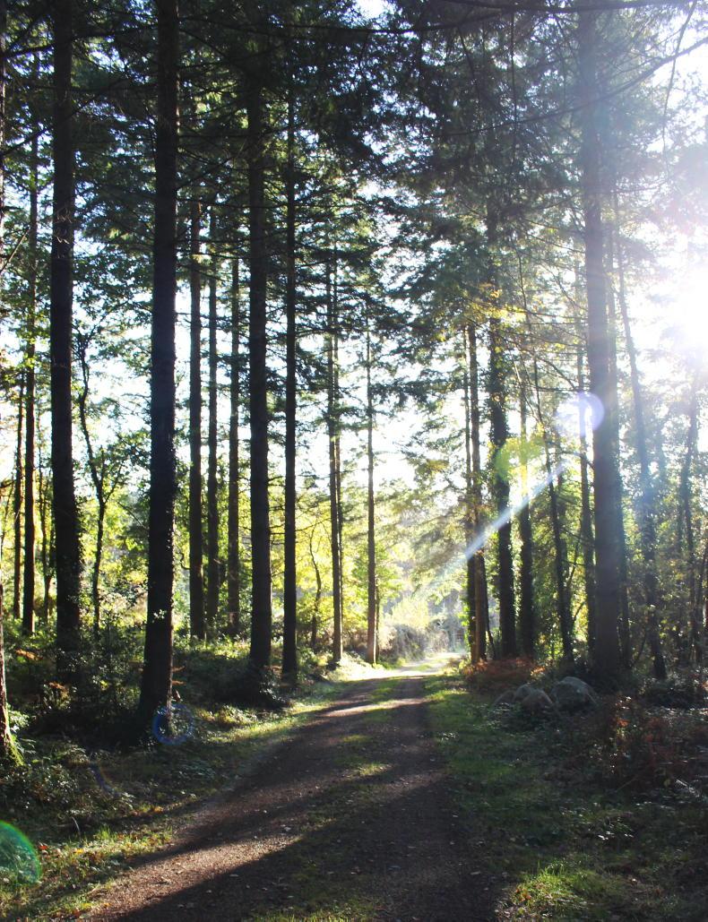 Forestry is missing from Ireland’s farm viability debate