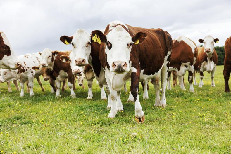 Scottish suckler herds record lowest calving interval in a decade