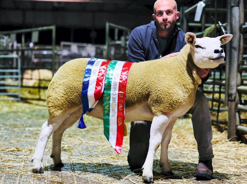 Second Irish Texel Premier Sale sees large entries and strong trade 