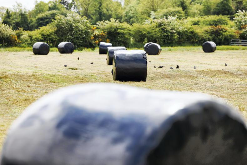 Home Farm: beans and late silage 