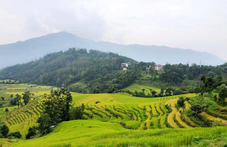 Dempsey at Large:  view from India