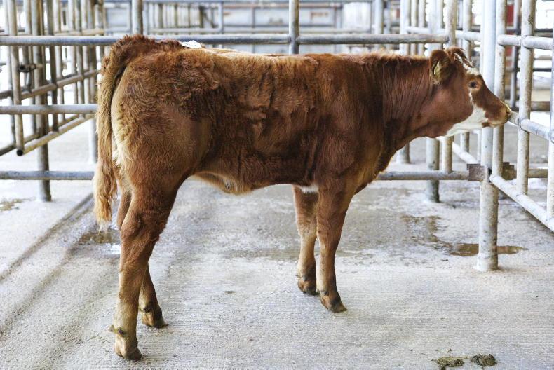 Camera at the Mart: buyer demand results in 100% Kanturk weanling clearance