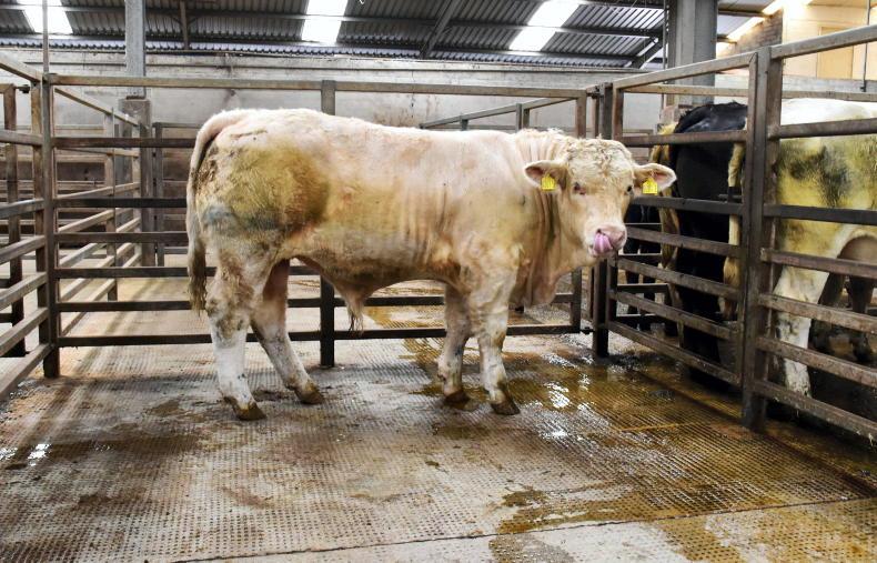 Solid trade for cattle at Dungannon Mart