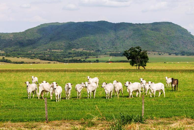 Bumper August for Brazil beef exports to EU