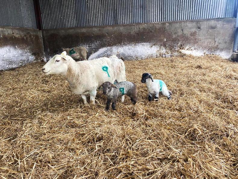 Helping hands for lambing time