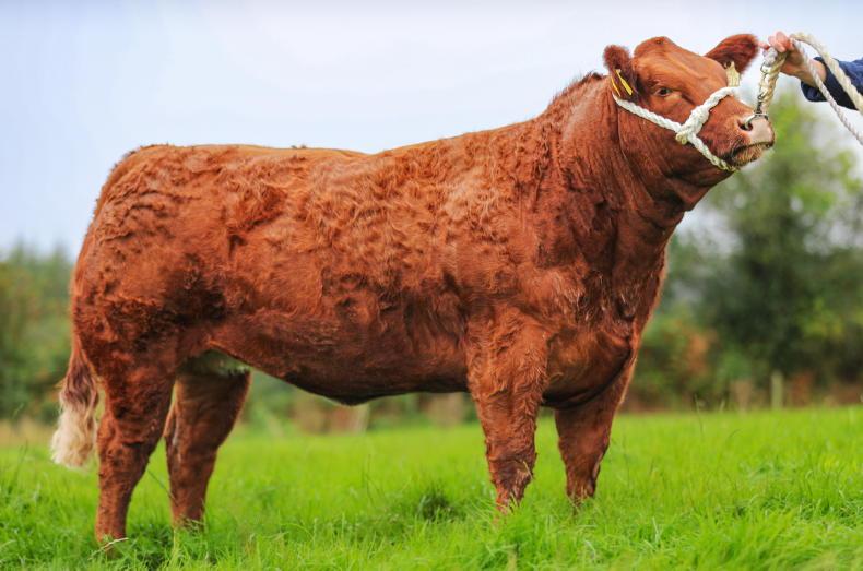 Sharp decline in suckler herd halted 