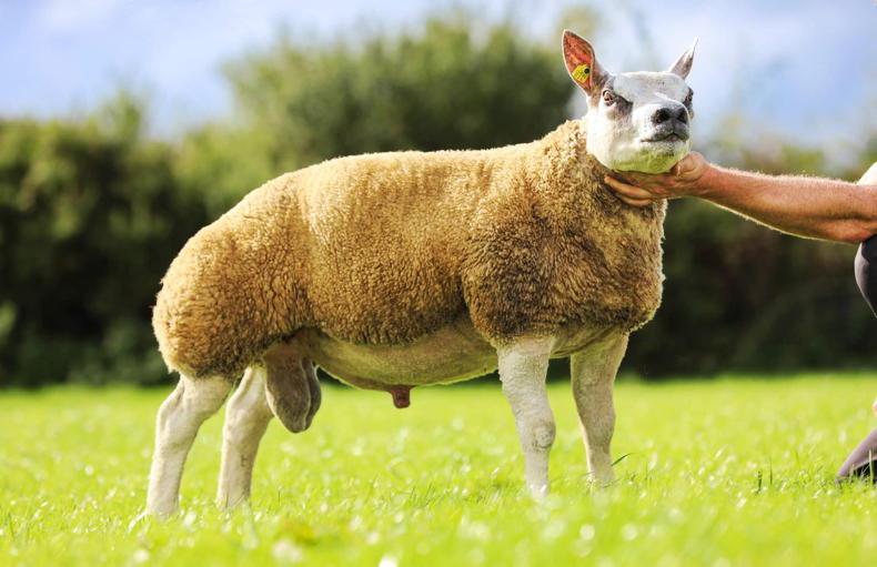 Shanderg Magician sets new South of Ireland Beltex male record in private sale