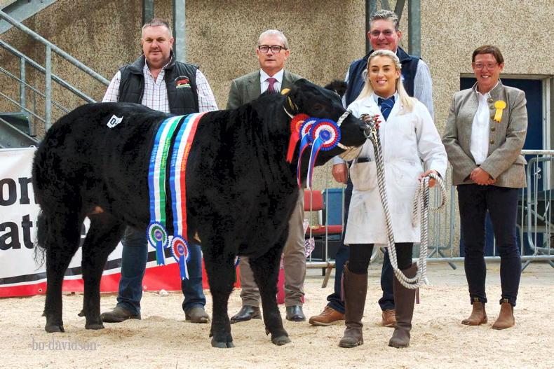 Irish-bred heifers are 