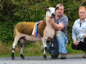 South of Ireland Bluefaced Leicester Premier Sale records solid trade 