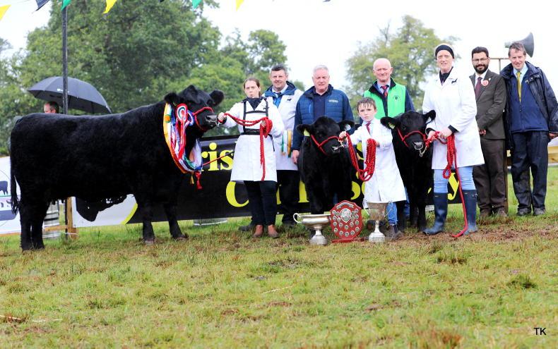 Two all-Irelands in a row for Kerins Kemi cows