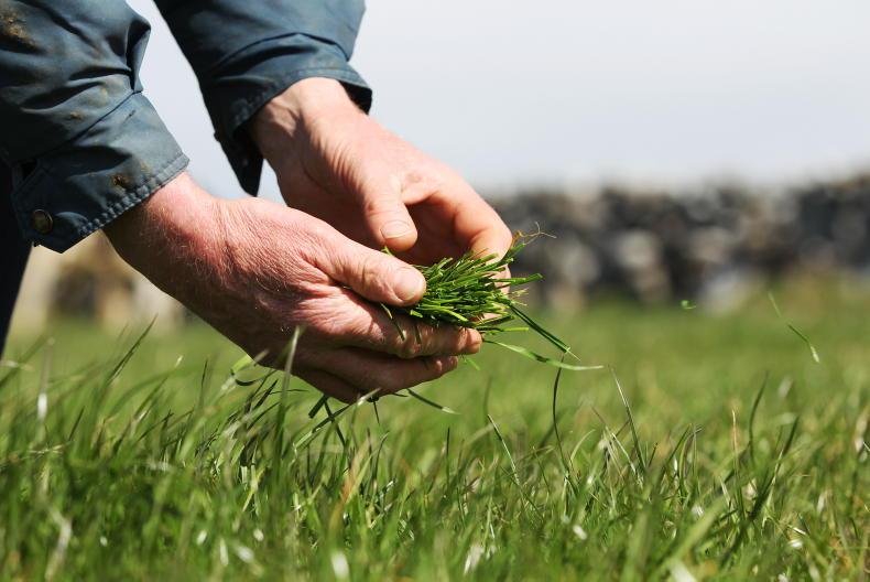 Grass growth bounces back with rates over 60kg DM/ha