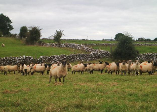 Still time to influence ewe condition