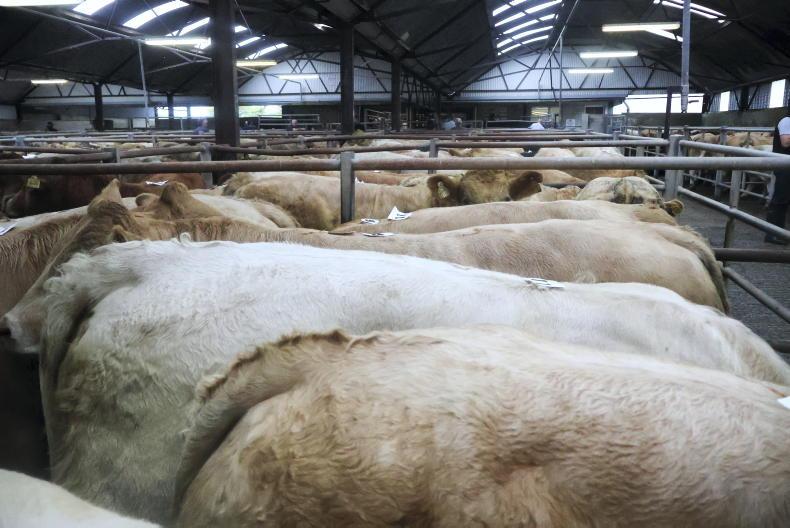 Camera at the mart: Charolais and Limousin double-act dominate in Kilfenora
