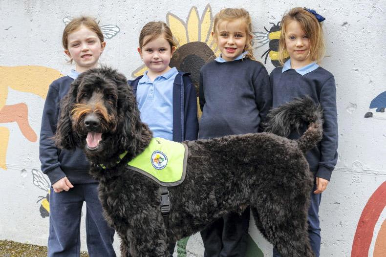 Therapy dog Winston brings calm, confidence and joy to Roscommon school
