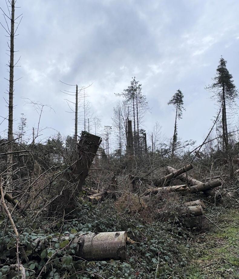 Progress made but windblow challenge to last until 2028