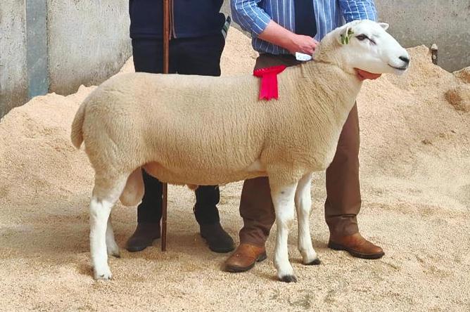 Steady trade for rams at local sales