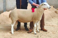 Steady trade for rams at local sales
