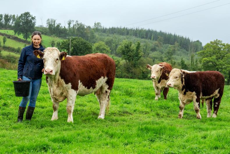 My Farming Week: Avril Crowe, Mohill, Co Leitrim