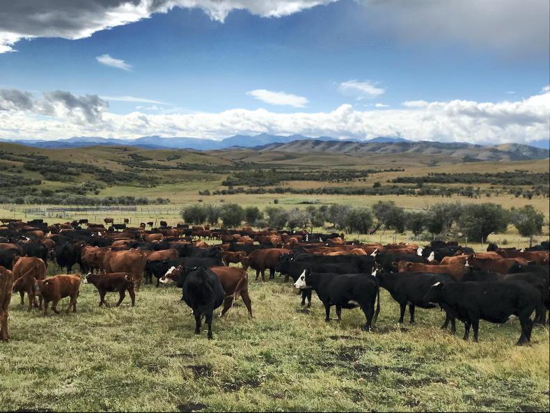 Farmers call for end to US/Canada trade war