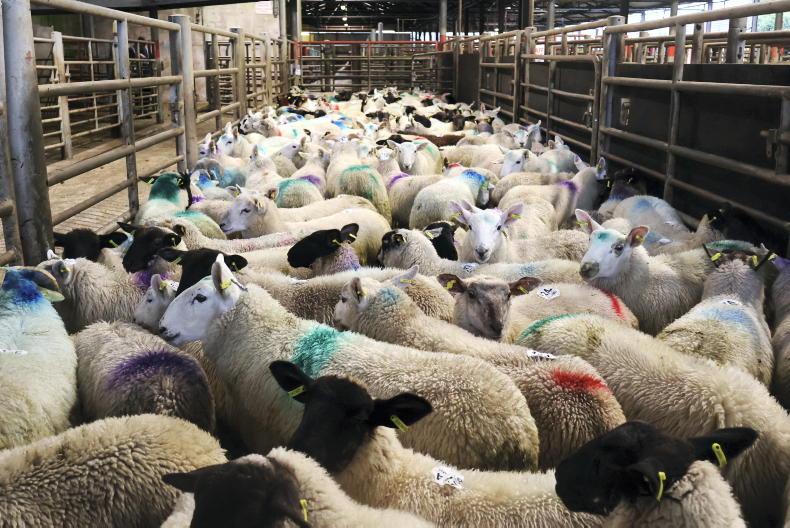 Store lamb prices benefit from drought recovery