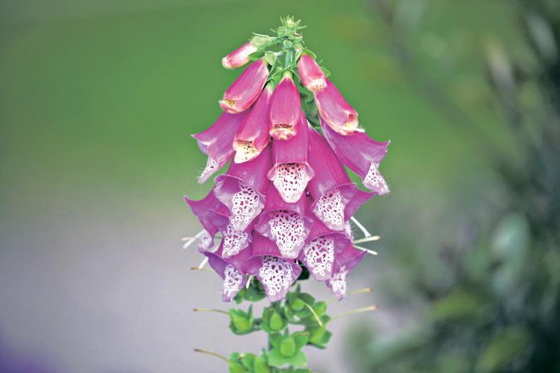 Gardening with Paul: the many faces of the foxglove family