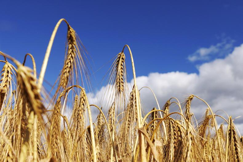 Grain Trends: prices remain volatile