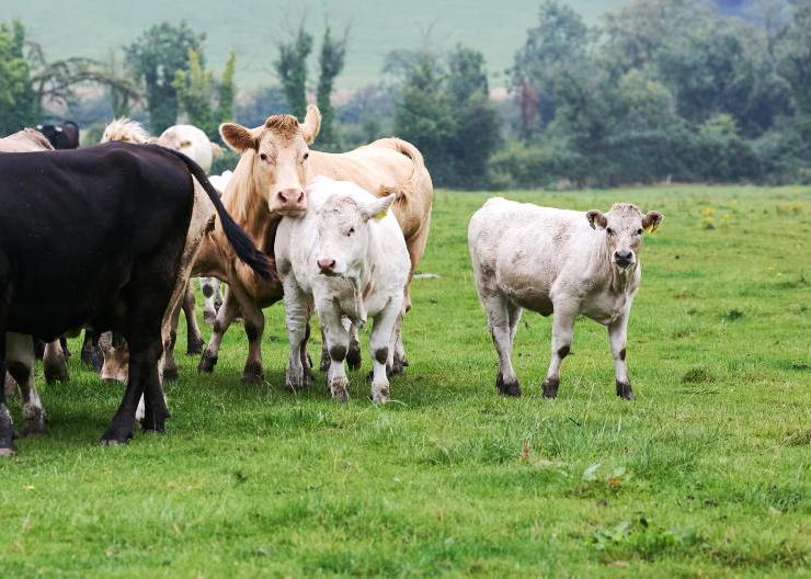 Grass+ Beef: September growth continues strong