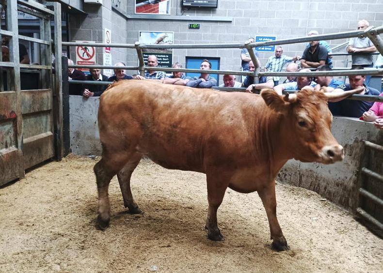 Beef finishers need to avoid a repeat winter