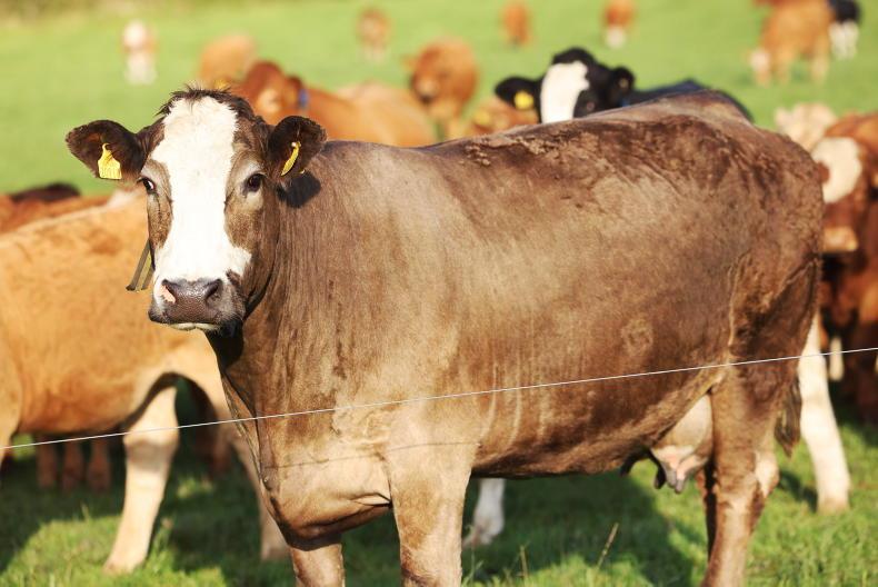 Suckler cow numbers up by almost 19,000 head 