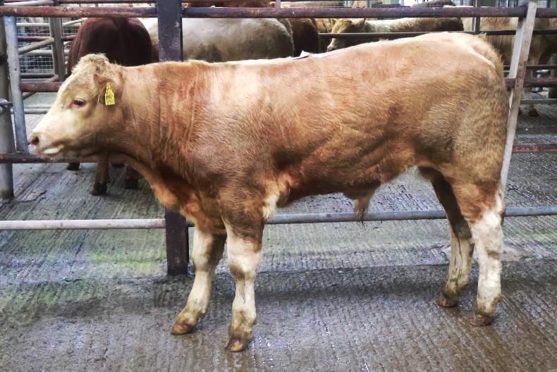 MartBids Database: positive beef trade for Ploughing week