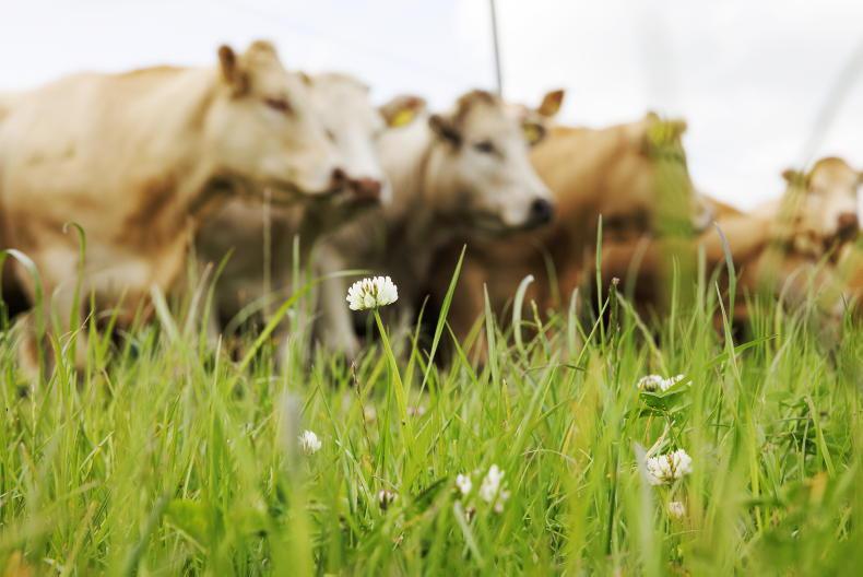 No immediate threat to live export trade - ICSA