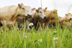 No immediate threat to live export trade - ICSA