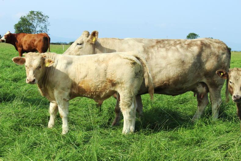Beef Management: SCEP, weaning and Beef Welfare