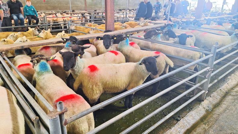 Sheep mart prices: ewe hoggets remain a sluggish trade
