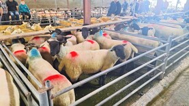 Sheep mart prices: ewe hoggets remain a sluggish trade