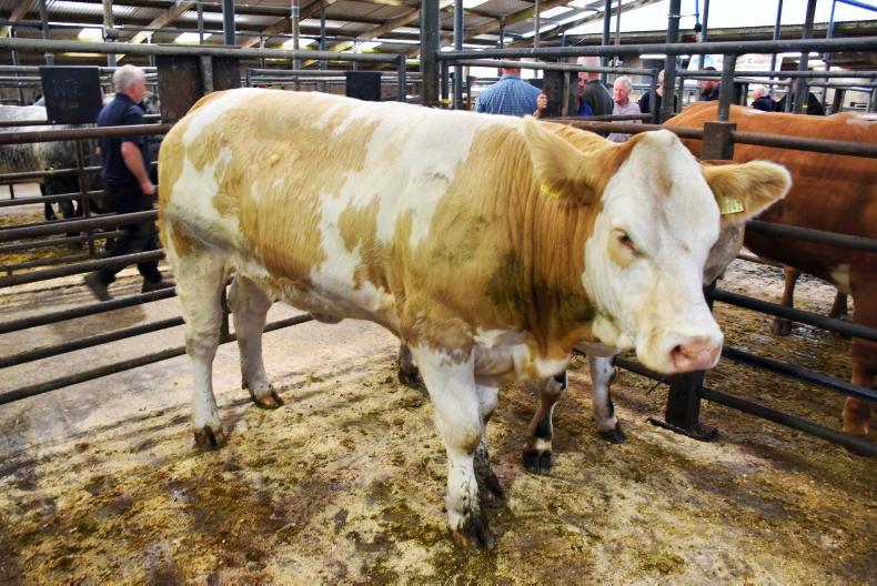 Northern View: NI cattle prices continue to firm
