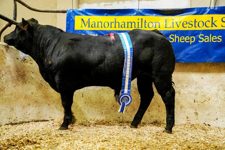 Camera at the Mart: over €7/kg paid for Charolais-cross bull weanlings 