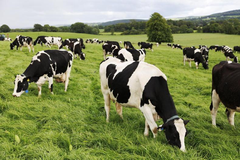 How to manage grazing issues and high milk urea after drought