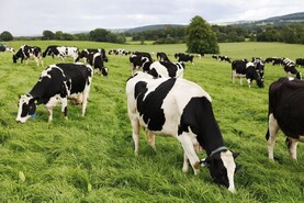How to manage grazing issues and high milk urea after drought