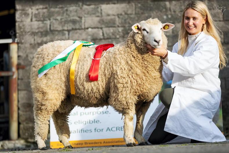 In pictures: top of €1,020 at 104th Galway Sheep Breeders' sale