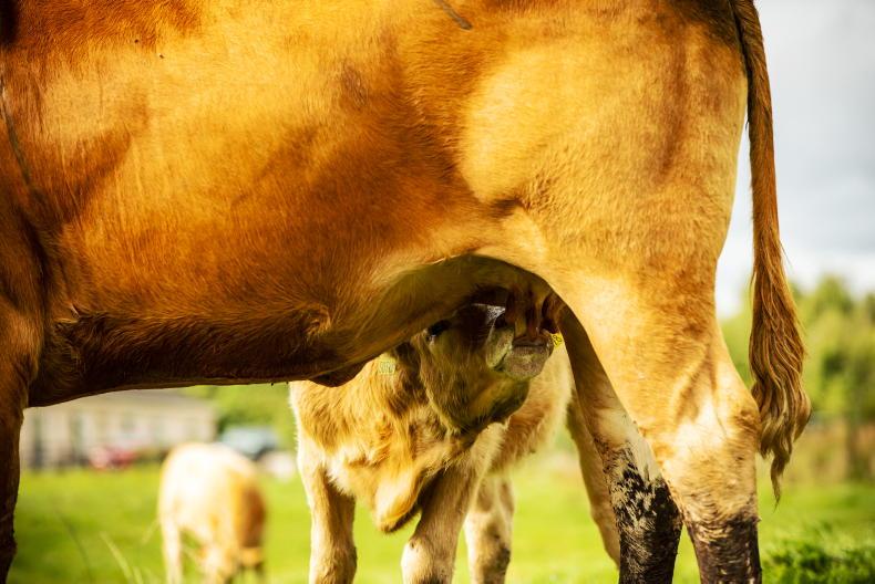 Teagasc boss expects suckler recovery to hold up into next year