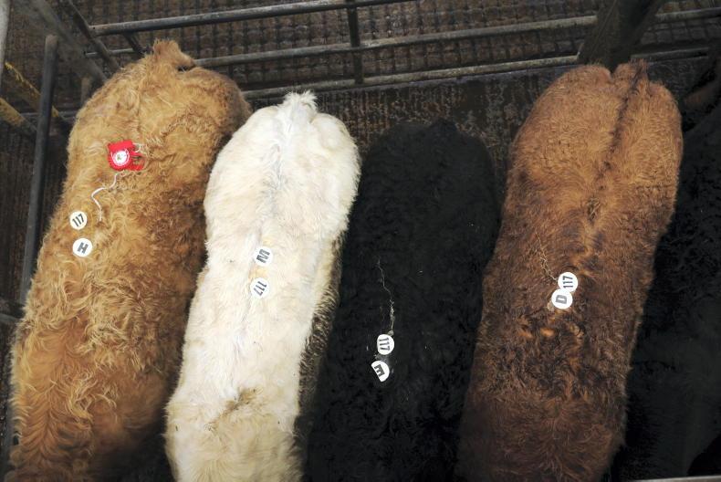 Watch: beef bullocks sell for equivalent of €7/kg deadweight in Ennis Mart
