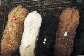 Watch: beef bullocks sell for equivalent of €7/kg deadweight in Ennis Mart