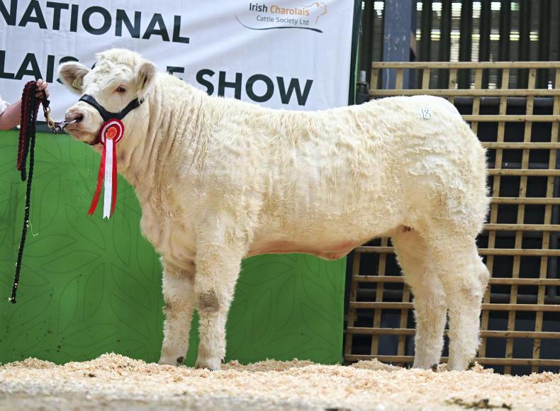 Carrick poised for blockbuster Charolais event