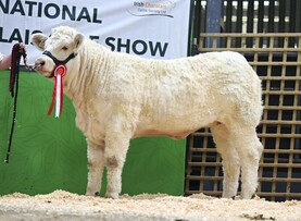 Carrick poised for blockbuster Charolais event
