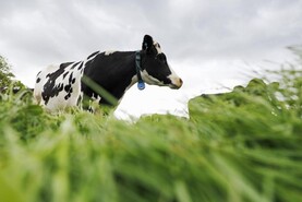 Farmers warned over risks of nitrate poisoning in cows